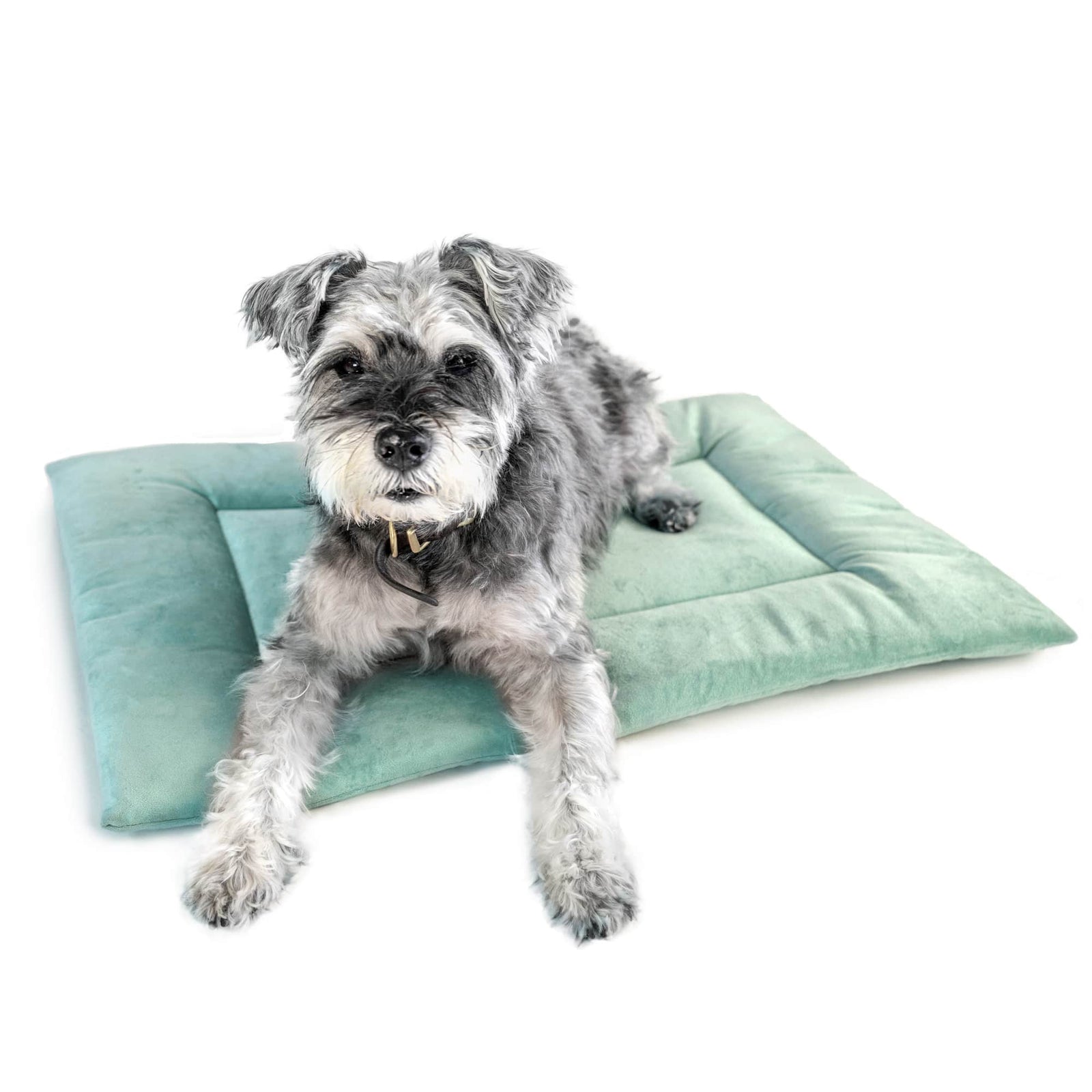 Corevias Crate pad green dog bed with grey dog 