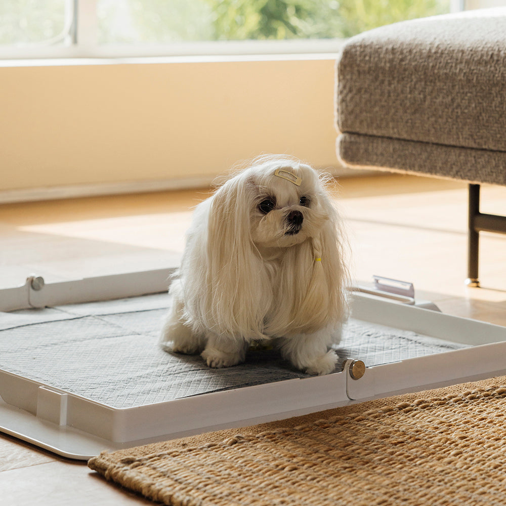 Potty Training Bundle - Corevias