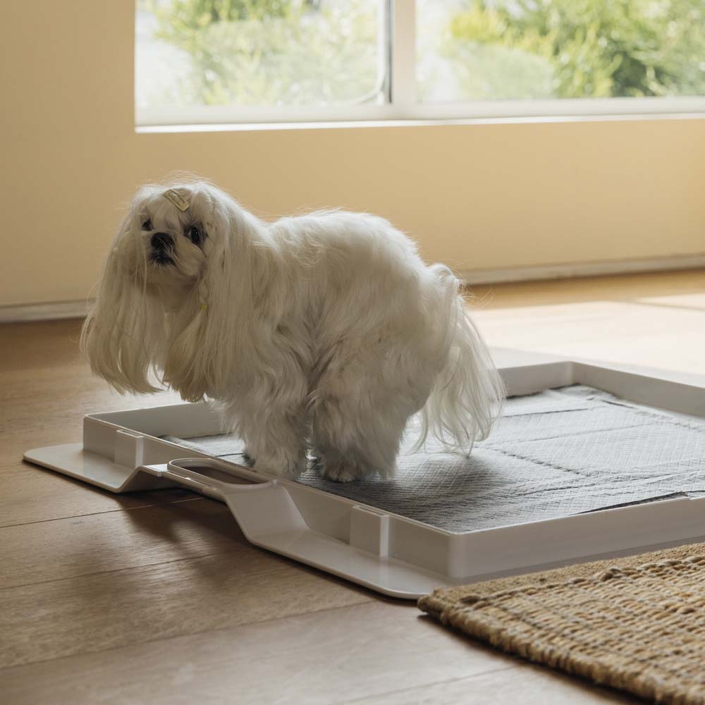 Pee PAWD® Pee Pad holder - Corevias