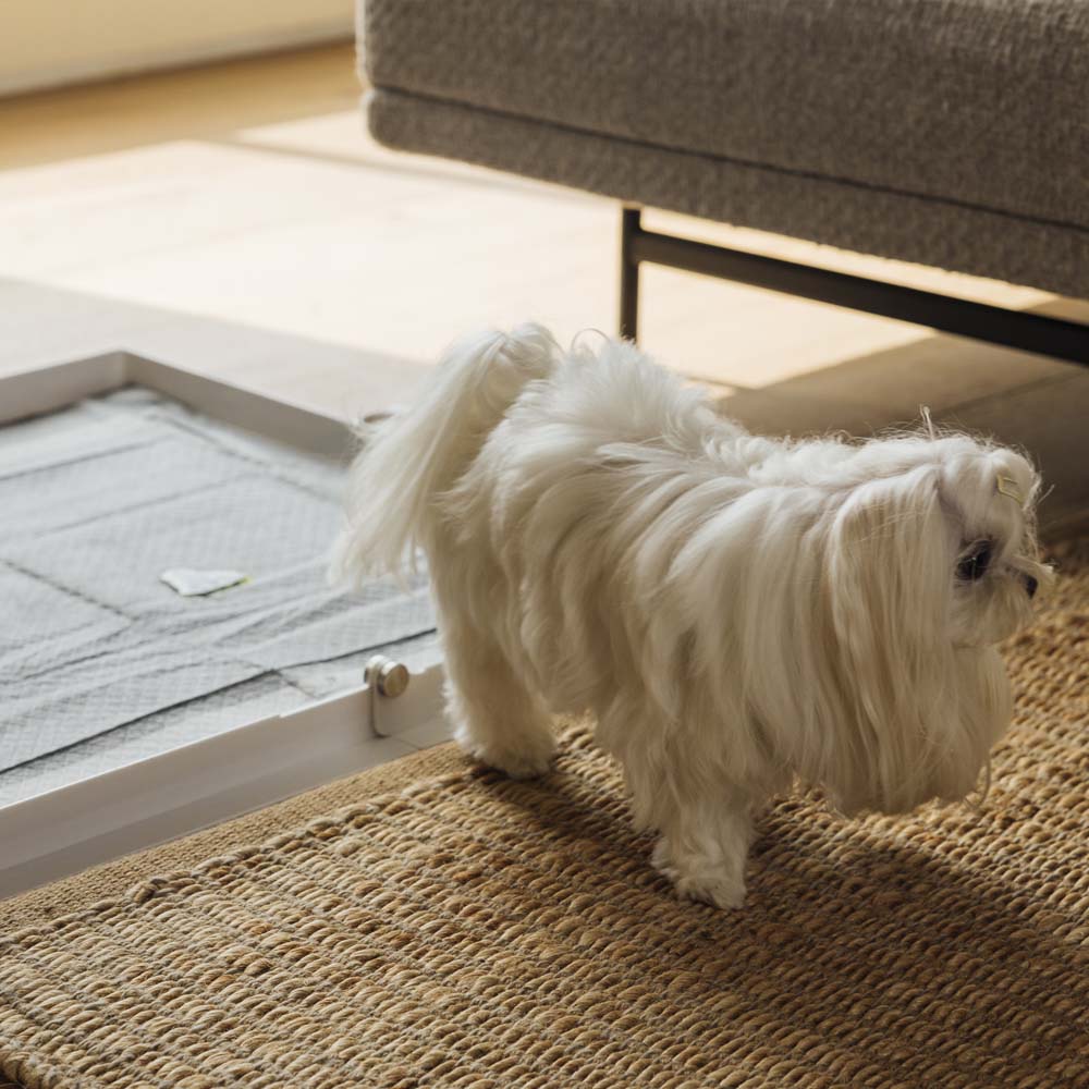 Pee PAWD® Pee Pad holder - Corevias