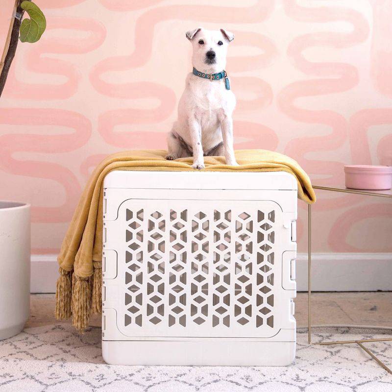 Corevias PAWD® | Modern Collapsible Plastic Dog & Pet Crate in medium white with dog on top